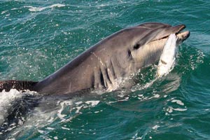 Bottlenose dolphin feeding