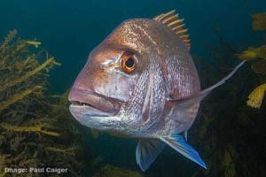 snapper by paul caiger