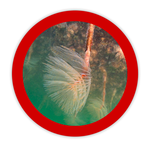 Mediterranean fanworm