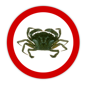 european shore crab
