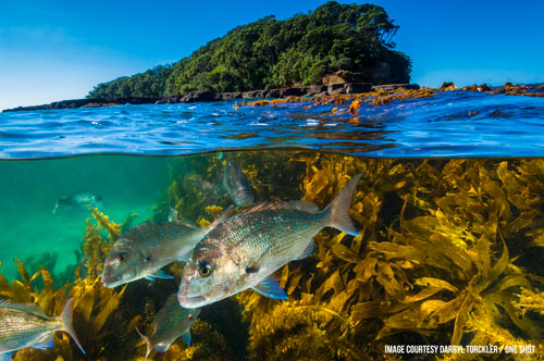 no take marine reserve