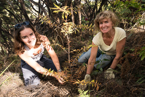 riparian planting